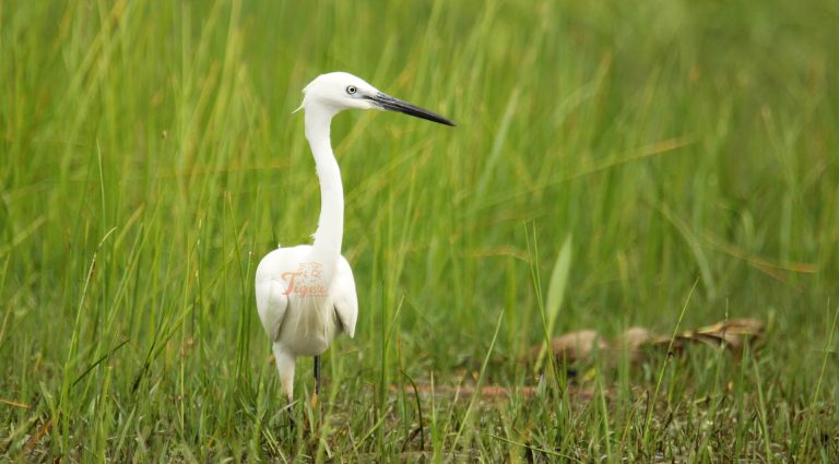 Little Egret