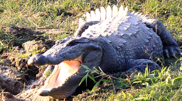 Mugger Crocodile in Chitwan
