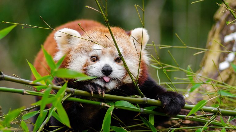 Red Panda | Basic Facts About Red Panda