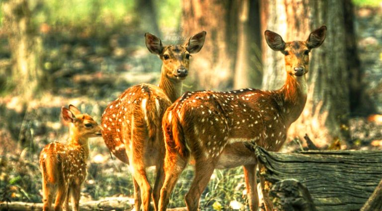 Spotted Deers