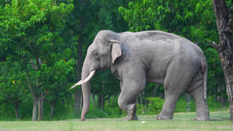 Asian Elephant in Nepal