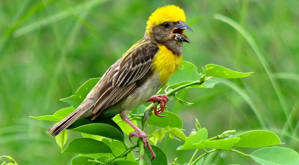 Baya Weaver-Bird Watching in Koshi Tappu