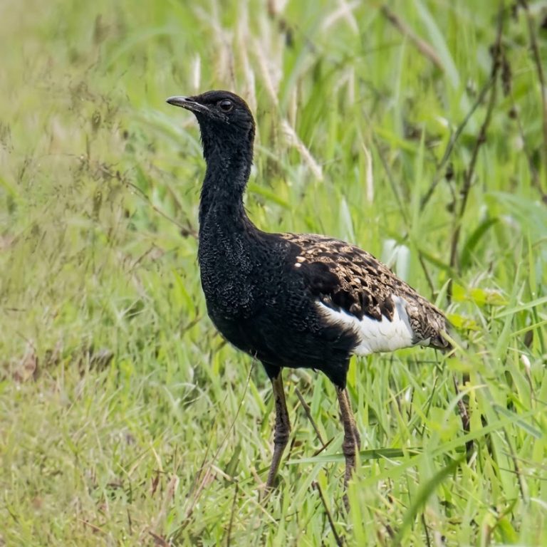 Bengal Florican- Birds of Nepal