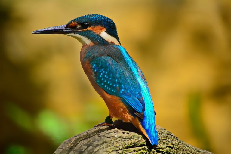 Bird Watching in Koshi Tappu Wildlife Reserve