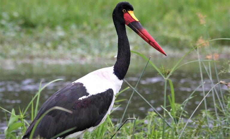 Black Stork
