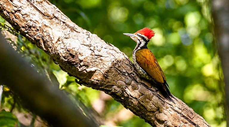 Commom flameback