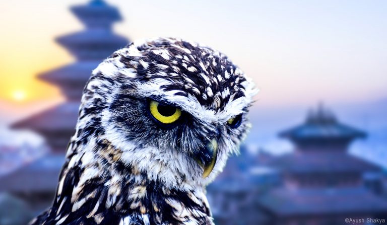 Common Birds of Kathmandu