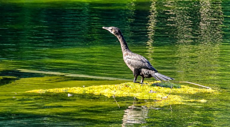Cormorant-Birding in Koshi Tappu