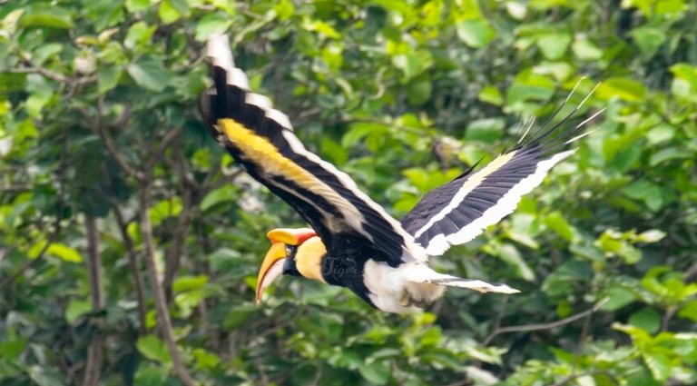 Great Hornbill- Birding in Koshi Tappu