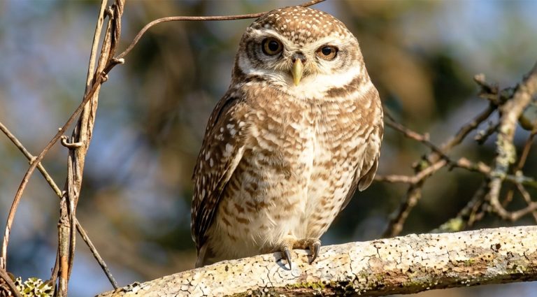 Spotted Owlet- Birding at Koshi Tappu