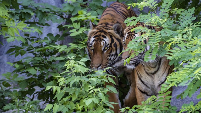 Tiger Range Country Decreased from 13 to 10