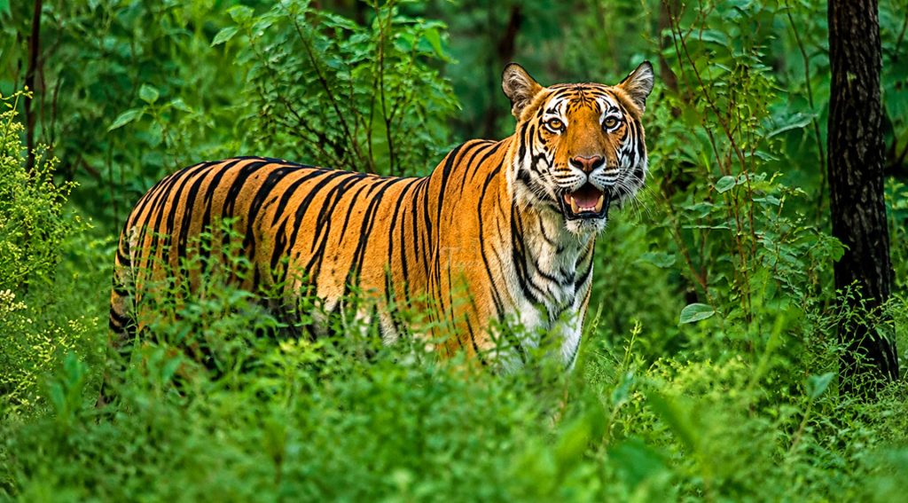 Tiger safari in Nepal