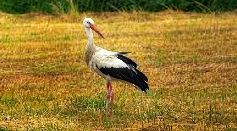 White Stork- Birding at Koshi Tappu