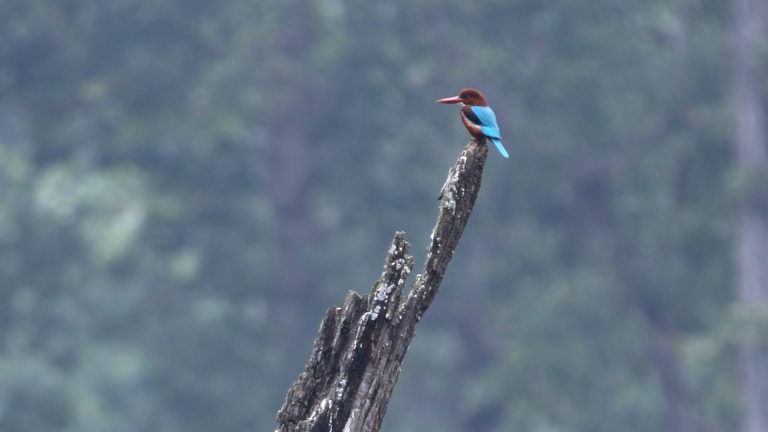 Bird Watching in Koshi Tappu Wildlife Reserve