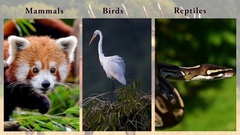 Protected Animals of Nepal