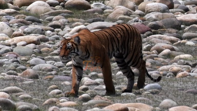 Royal Bengal Tiger Spotted at 3165m Altitude in Nepal