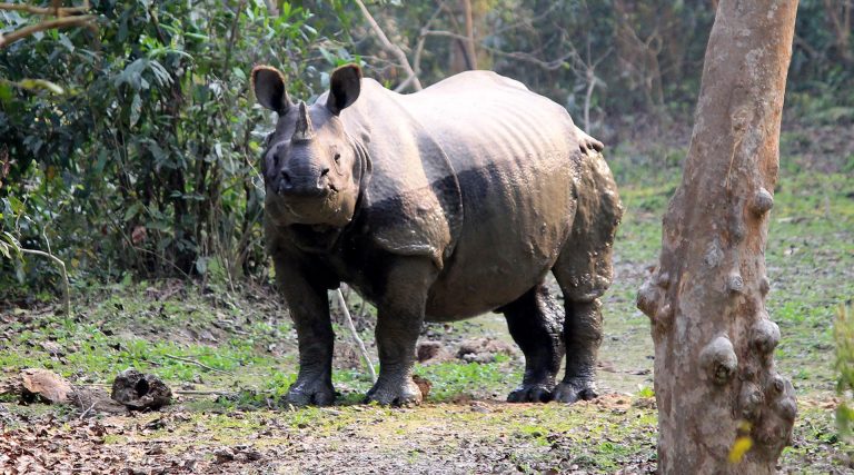 Nepal One-Horned Rhinos Increase of 107 in 6 Years