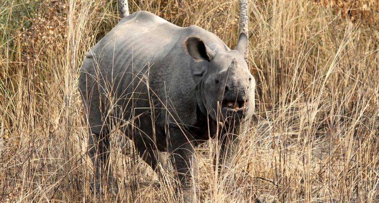 One Horned Rhino