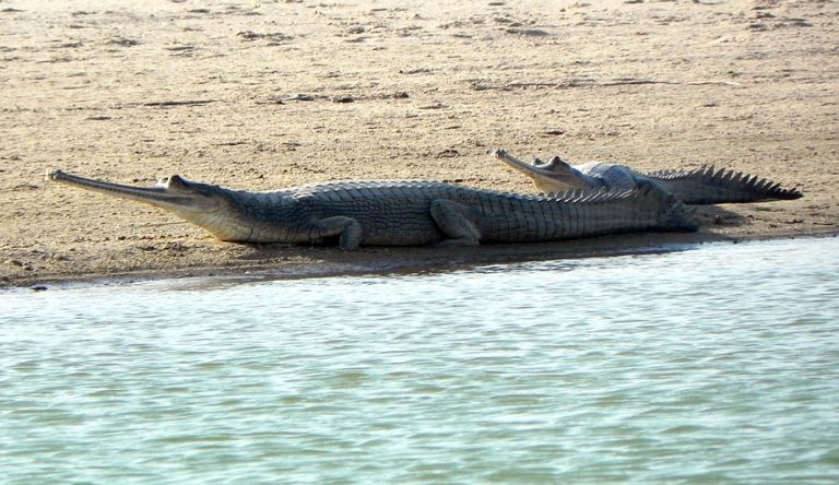 Gharial Breeding Center Kasara, Chitwan National Park