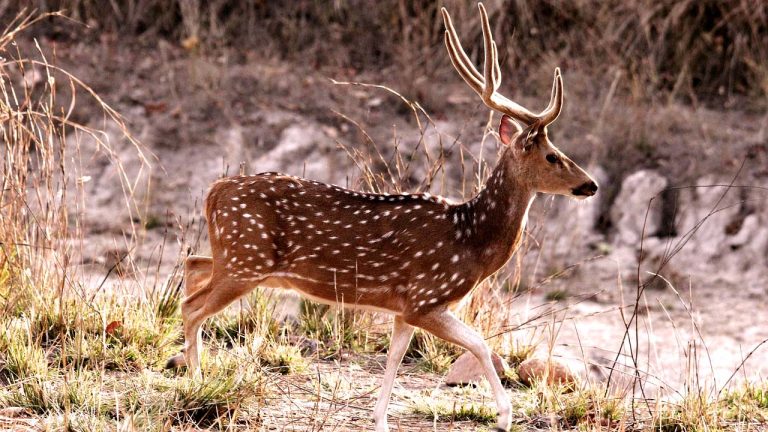 Chital or Axis Deer