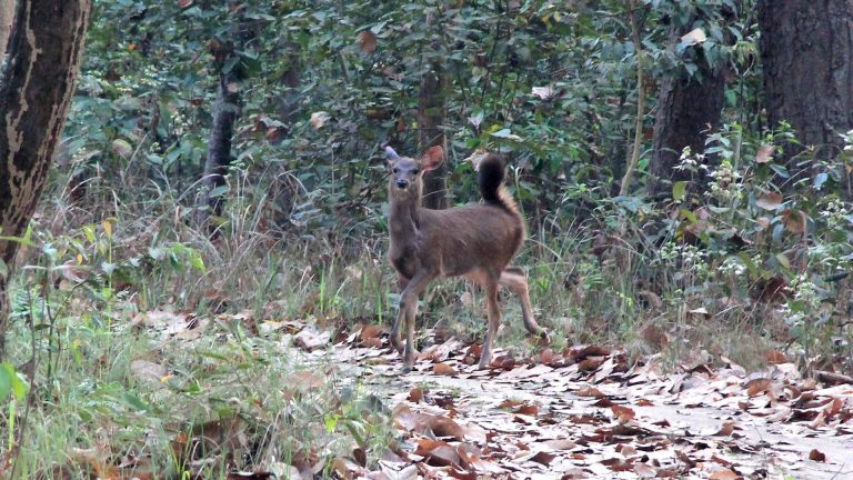 Deer and Antelope in Chitwan National Park