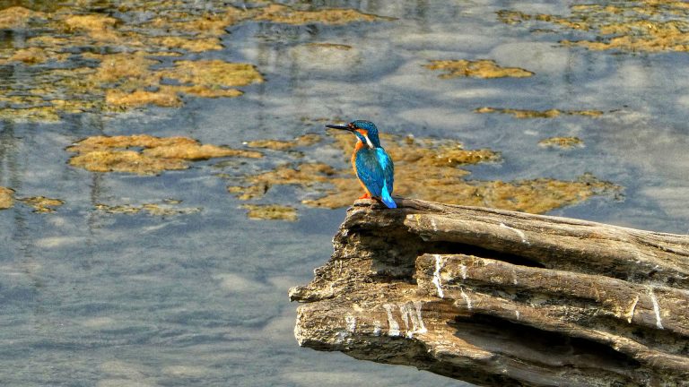 Birdwatching Hotspots in Pokhara Valley