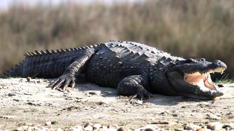 Crocodiles of Nepal – Mugger and Gharial