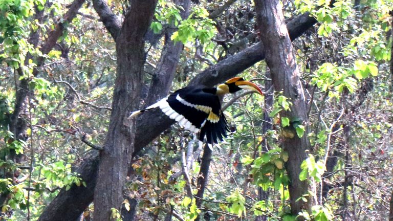 Giant Hornbill or Great Pied Hornbill