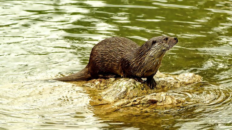 Otters in Nepal | Smooth Otter | Asian Small Clawed | Common Otter