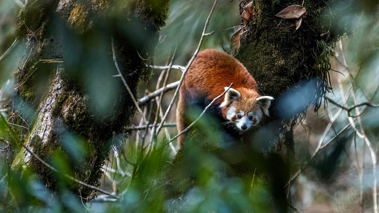 Red Panda Facts