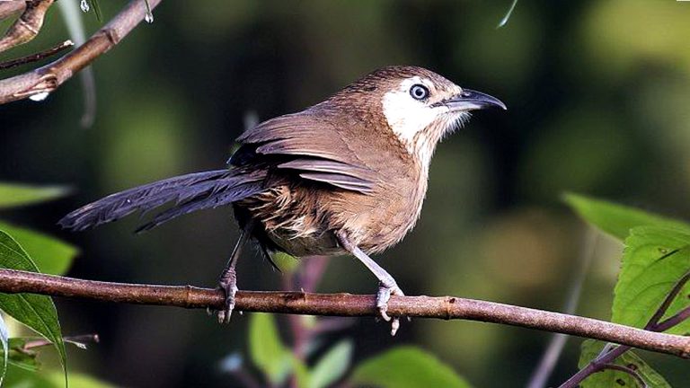 Spiny Babbler | Kande Vyakur