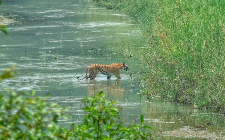 Number of Tigers in Nepal 2022