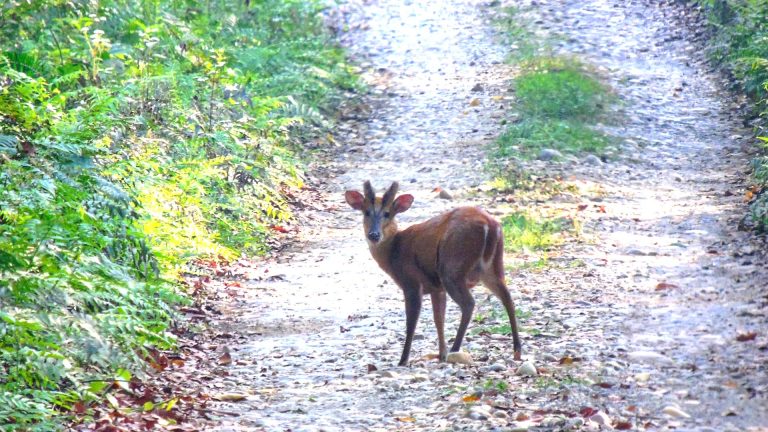Barking Deer or Red Deer or Muntjac