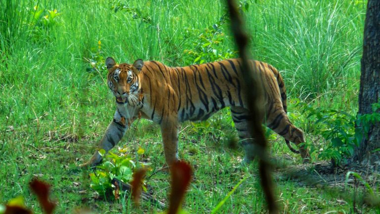 Top Five Tiger Habitats in Nepal