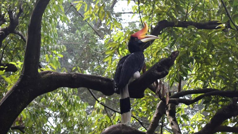 Protected Birds Species in Nepal