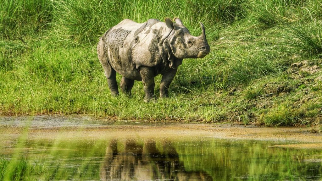 World Rhino Day