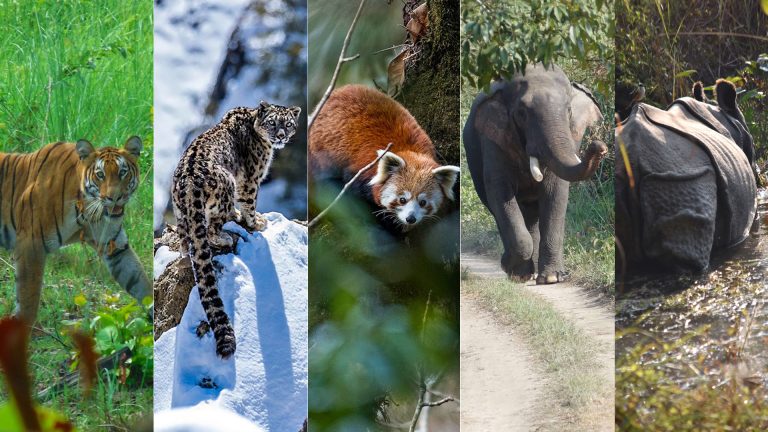 Big Five Animals of Nepal
