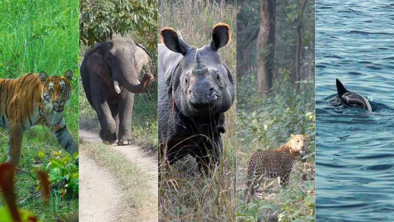 Big Five Game in Bardia National Park