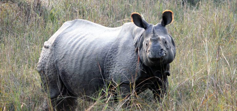 Big Five One Horned Rhino