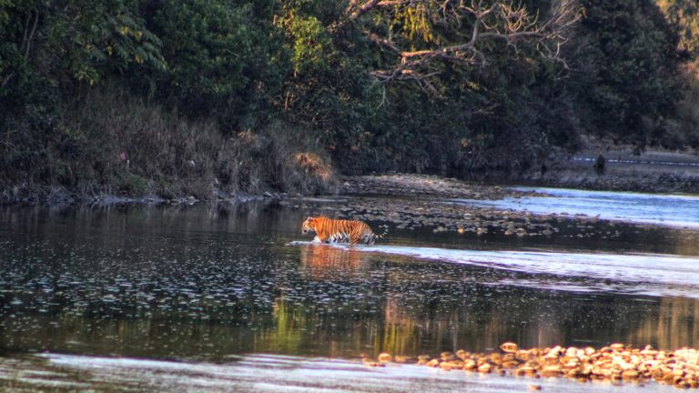 Royal Bengal Tiger in Bardiya National Park