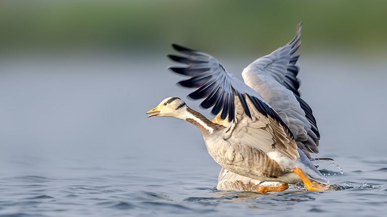 Bar Headed Goose