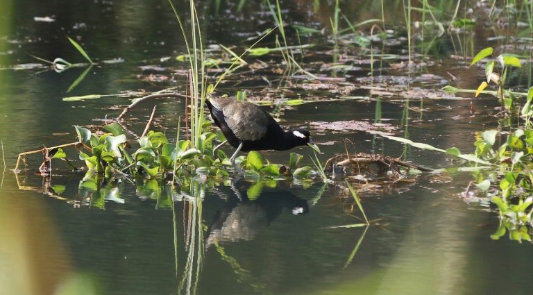 Bronze-winged Jacana in Chitwan