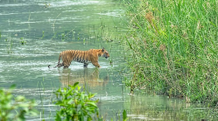 Tiger-Tracking-Chitwan-Private-Tour