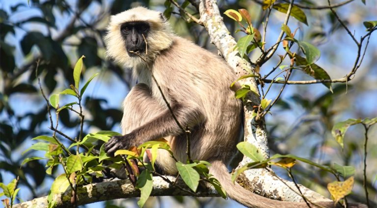 Tiger-Tracking-Langur-Monkey