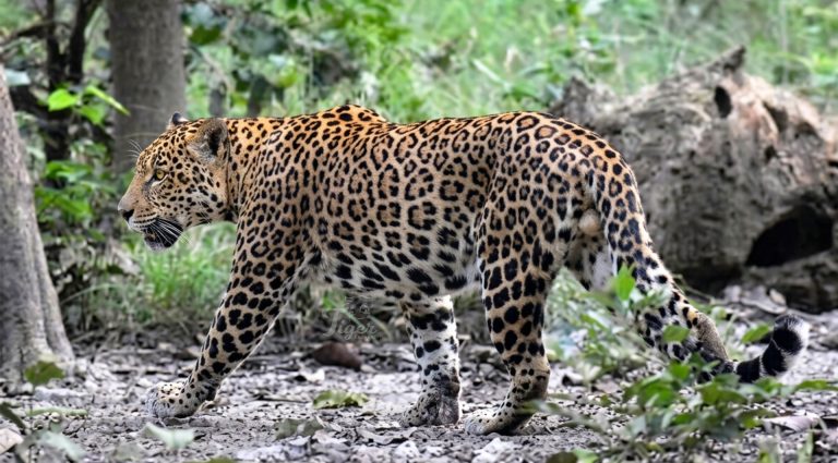 Tiger-Tracking-Leopard