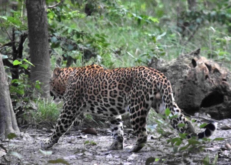 Tiger Tracking Leopard