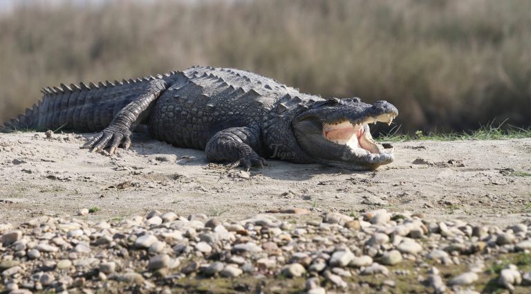 Tiger-Tracking-Mugger-Crocodile
