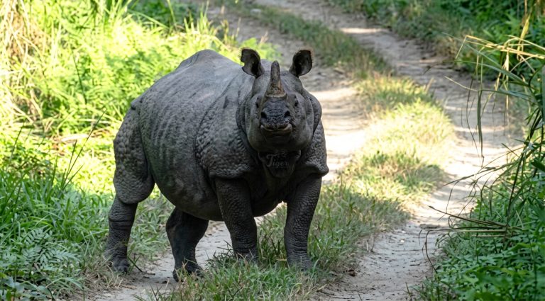 Tiger-Tracking-One-Horned-Rhino