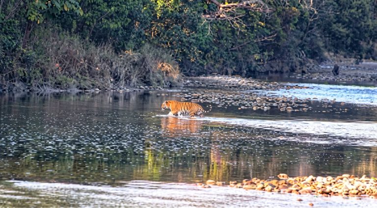 Tiger-Tracking-Royal-Bengal-Tiger