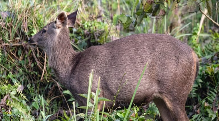 Tiger-Tracking-Sambar-Deer
